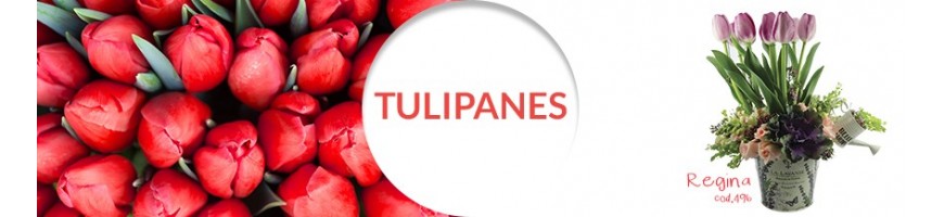 Tulipanes