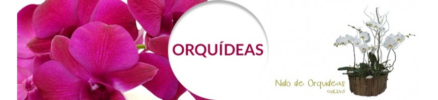 Orquídeas ok