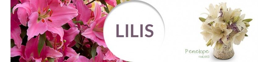 Lilis