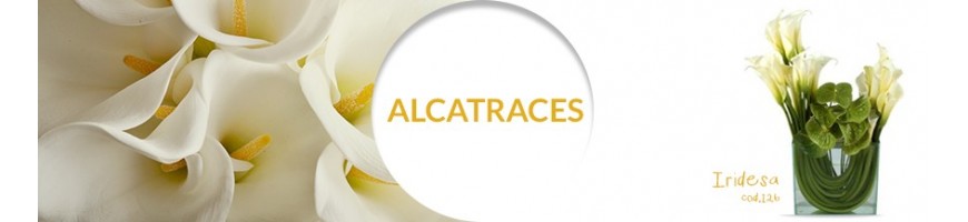 Alcatraces