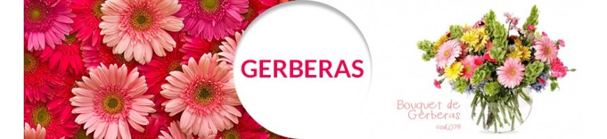 Gerberas