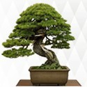 Bonsai