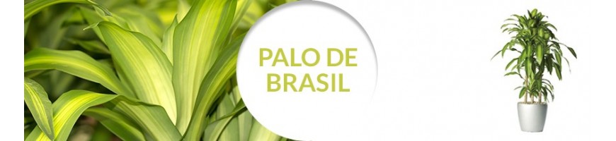 Palo de Brasil