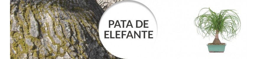 Pata de elefante