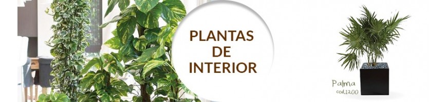 Plantas de interior