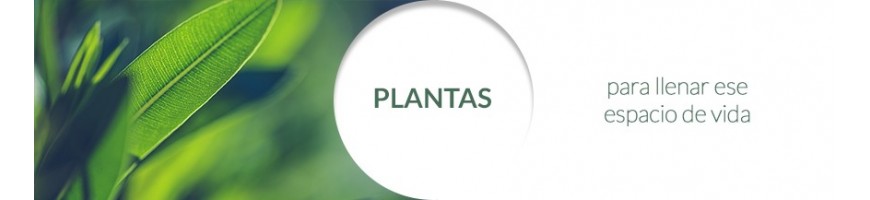 Plantas