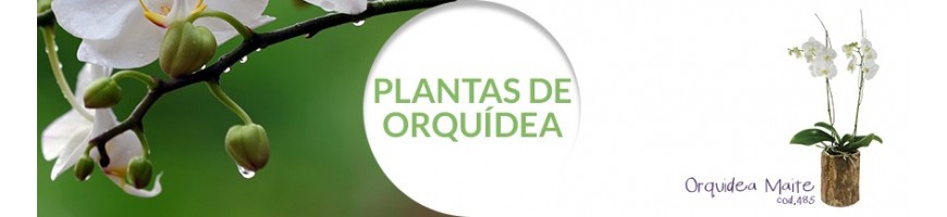 Plantas orquídeas