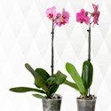 Plantas de orquídeas