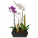 Orquídea Fugaz