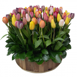Tulipanes ok - De Flor en Flor