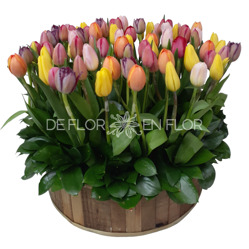 Hermoso arreglo de tulipanes de colores, tulipanes importados
