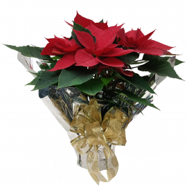 Nochebuena Individual