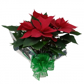 Nochebuena Individual