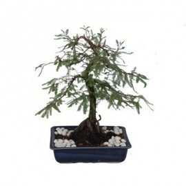 Bonsai Ahuehuete