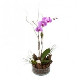 Orquídea de amor