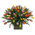 Alegrìa de Tulipanes