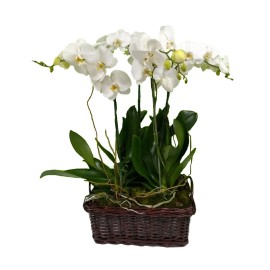 Orquídea Grace