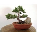 bonsai junipero