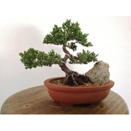 bonsai junipero