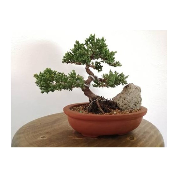 bonsai junipero