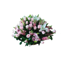 Orquídea Real