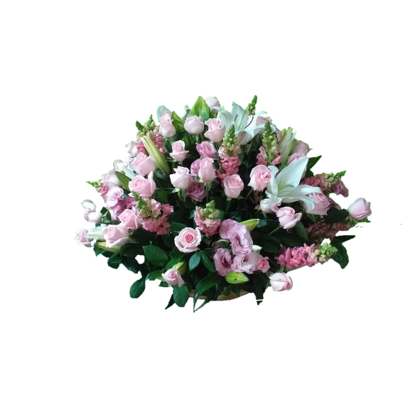 Orquídea Real